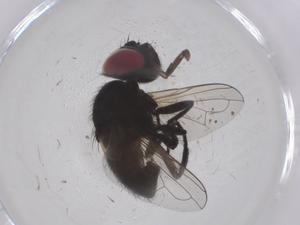  ( - CBG-B20975-B03)  @11 [ ] CreativeCommons - Attribution Share - Alike (2025) Centre for Biodiversity Genomics Centre for Biodiversity Genomics