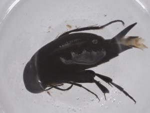  (Mordellistena helvetica - CBG-B20975-C04)  @11 [ ] CreativeCommons - Attribution Share - Alike (2025) Centre for Biodiversity Genomics Centre for Biodiversity Genomics