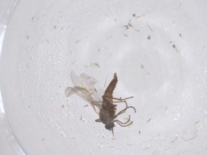  ( - CBG-B20975-F11)  @11 [ ] CreativeCommons - Attribution Share - Alike (2025) Centre for Biodiversity Genomics Centre for Biodiversity Genomics