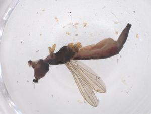  ( - CBG-B20975-G01)  @11 [ ] CreativeCommons - Attribution Share - Alike (2025) Centre for Biodiversity Genomics Centre for Biodiversity Genomics