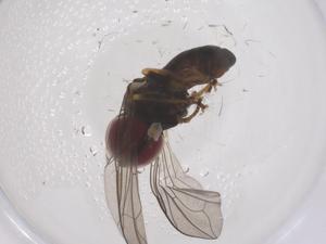  ( - CBG-B20977-C03)  @11 [ ] CreativeCommons - Attribution Share - Alike (2025) Centre for Biodiversity Genomics Centre for Biodiversity Genomics