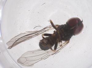  ( - CBG-B20977-E12)  @11 [ ] CreativeCommons - Attribution Share - Alike (2025) Centre for Biodiversity Genomics Centre for Biodiversity Genomics