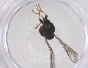  ( - CBG-B20977-F04)  @11 [ ] CreativeCommons - Attribution Share - Alike (2025) Centre for Biodiversity Genomics Centre for Biodiversity Genomics