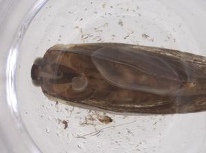  ( - CBG-B20977-G09)  @11 [ ] CreativeCommons - Attribution Share - Alike (2025) Centre for Biodiversity Genomics Centre for Biodiversity Genomics