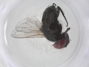  ( - CBG-B20979-A11)  @11 [ ] CreativeCommons - Attribution Share - Alike (2025) Centre for Biodiversity Genomics Centre for Biodiversity Genomics