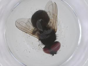  ( - CBG-B20979-D07)  @11 [ ] CreativeCommons - Attribution Share - Alike (2025) Centre for Biodiversity Genomics Centre for Biodiversity Genomics