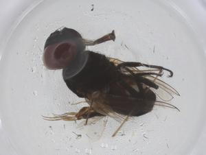  ( - CBG-B20979-D11)  @11 [ ] CreativeCommons - Attribution Share - Alike (2025) Centre for Biodiversity Genomics Centre for Biodiversity Genomics