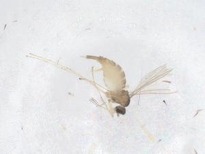  ( - CBG-B21073-E11)  @11 [ ] CreativeCommons - Attribution Share - Alike (2025) Centre for Biodiversity Genomics Centre for Biodiversity Genomics