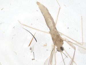  ( - CBG-B21073-G01)  @11 [ ] CreativeCommons - Attribution Share - Alike (2025) Centre for Biodiversity Genomics Centre for Biodiversity Genomics