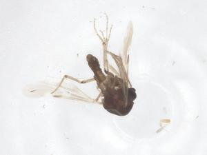  ( - CBG-B21073-H10)  @11 [ ] CreativeCommons - Attribution Share - Alike (2025) Centre for Biodiversity Genomics Centre for Biodiversity Genomics