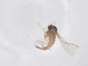  ( - CBG-B21074-A09)  @11 [ ] CreativeCommons - Attribution Share - Alike (2025) Centre for Biodiversity Genomics Centre for Biodiversity Genomics