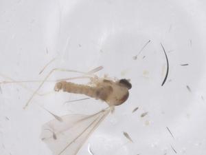  ( - CBG-B21074-C06)  @11 [ ] CreativeCommons - Attribution Share - Alike (2025) Centre for Biodiversity Genomics Centre for Biodiversity Genomics