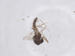  ( - CBG-B21074-C10)  @11 [ ] CreativeCommons - Attribution Share - Alike (2025) Centre for Biodiversity Genomics Centre for Biodiversity Genomics