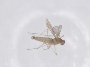  (Winnertzia brevipalpata - CBG-B21074-E05)  @11 [ ] CreativeCommons - Attribution Share - Alike (2025) Centre for Biodiversity Genomics Centre for Biodiversity Genomics