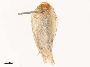  ( - CBG-B21227-D08)  @11 [ ] CreativeCommons - Attribution Share - Alike (2025) CBG Photography Group Centre for Biodiversity Genomics
