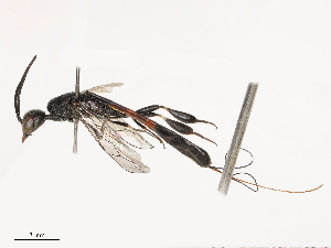  ( - CBG-B21227-E01)  @11 [ ] CreativeCommons - Attribution Share - Alike (2025) CBG Photography Group Centre for Biodiversity Genomics