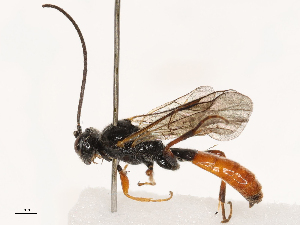  ( - CBG-B21227-E09)  @11 [ ] CreativeCommons - Attribution Share - Alike (2025) CBG Photography Group Centre for Biodiversity Genomics