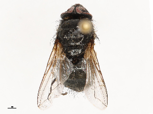  ( - CBG-B21227-G02)  @11 [ ] CreativeCommons - Attribution Share - Alike (2025) CBG Photography Group Centre for Biodiversity Genomics
