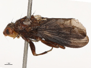  ( - CBG-B21227-H11)  @11 [ ] CreativeCommons - Attribution Share - Alike (2025) CBG Photography Group Centre for Biodiversity Genomics