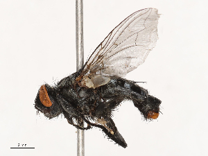  ( - CBG-B21230-A09)  @11 [ ] CreativeCommons - Attribution Share - Alike (2025) CBG Photography Group Centre for Biodiversity Genomics
