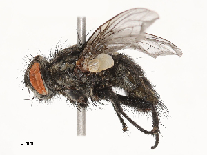  ( - CBG-B21230-B08)  @11 [ ] CreativeCommons - Attribution Share - Alike (2025) CBG Photography Group Centre for Biodiversity Genomics