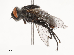  ( - CBG-B21230-B12)  @11 [ ] CreativeCommons - Attribution Share - Alike (2025) CBG Photography Group Centre for Biodiversity Genomics