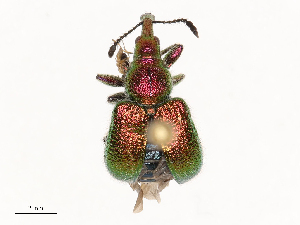  ( - CBG-B21230-D05)  @11 [ ] CreativeCommons - Attribution Share - Alike (2025) CBG Photography Group Centre for Biodiversity Genomics