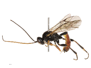  ( - CBG-B21234-A09)  @11 [ ] CreativeCommons - Attribution Share - Alike (2025) CBG Photography Group Centre for Biodiversity Genomics