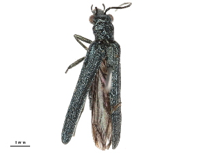  ( - CBG-B21234-H01)  @11 [ ] CreativeCommons - Attribution Share - Alike (2025) CBG Photography Group Centre for Biodiversity Genomics