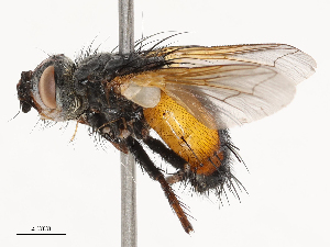  ( - CBG-B21235-C07)  @11 [ ] CreativeCommons - Attribution Share - Alike (2025) CBG Photography Group Centre for Biodiversity Genomics