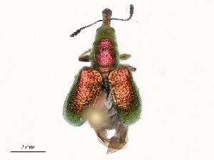  ( - CBG-B21235-D06)  @11 [ ] CreativeCommons - Attribution Share - Alike (2025) CBG Photography Group Centre for Biodiversity Genomics