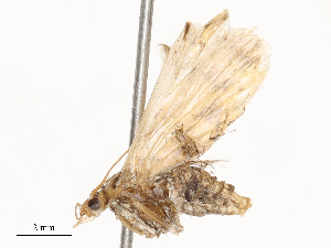  ( - CBG-B21235-G02)  @11 [ ] CreativeCommons - Attribution Share - Alike (2025) CBG Photography Group Centre for Biodiversity Genomics