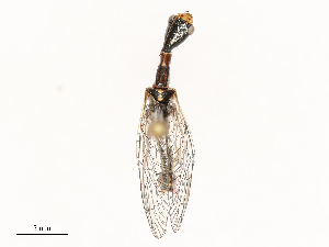  ( - CBG-B21235-G10)  @11 [ ] CreativeCommons - Attribution Share - Alike (2025) CBG Photography Group Centre for Biodiversity Genomics