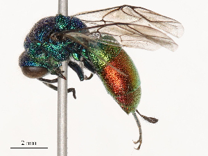  ( - CBG-B21235-H04)  @11 [ ] CreativeCommons - Attribution Share - Alike (2025) CBG Photography Group Centre for Biodiversity Genomics