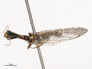  ( - CBG-B21236-C02)  @11 [ ] CreativeCommons - Attribution Share - Alike (2025) CBG Photography Group Centre for Biodiversity Genomics