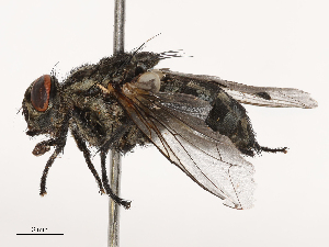  (Sarcophaga pseudoscoparia - CBG-B21236-F12)  @11 [ ] CreativeCommons - Attribution Share - Alike (2025) CBG Photography Group Centre for Biodiversity Genomics