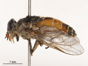  ( - CBG-B21236-G10)  @11 [ ] CreativeCommons - Attribution Share - Alike (2025) CBG Photography Group Centre for Biodiversity Genomics