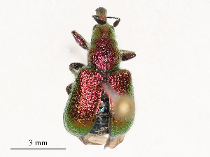  ( - CBG-B21236-H05)  @11 [ ] CreativeCommons - Attribution Share - Alike (2025) CBG Photography Group Centre for Biodiversity Genomics