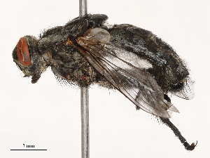  (Sarcophaga harpax - CBG-B21236-H07)  @11 [ ] CreativeCommons - Attribution Share - Alike (2025) CBG Photography Group Centre for Biodiversity Genomics