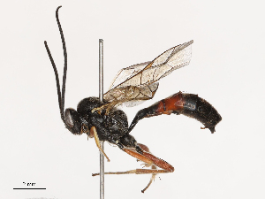  (Hyposoter sicarius - CBG-B21241-A01)  @11 [ ] CreativeCommons - Attribution Share - Alike (2025) CBG Photography Group Centre for Biodiversity Genomics