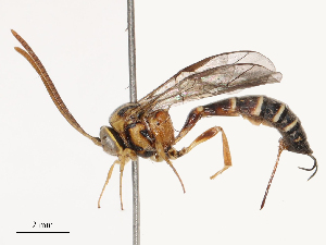  ( - CBG-B21241-B01)  @11 [ ] CreativeCommons - Attribution Share - Alike (2025) CBG Photography Group Centre for Biodiversity Genomics