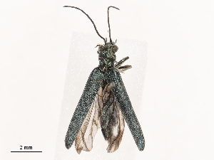  ( - CBG-B21241-B06)  @11 [ ] CreativeCommons - Attribution Share - Alike (2025) CBG Photography Group Centre for Biodiversity Genomics