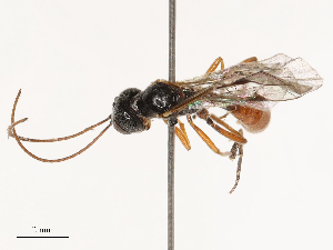  ( - CBG-B21241-F04)  @11 [ ] CreativeCommons - Attribution Share - Alike (2025) CBG Photography Group Centre for Biodiversity Genomics