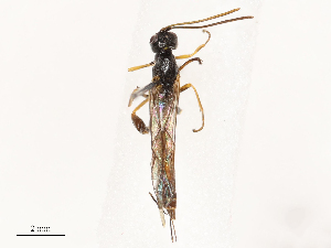  ( - CBG-B21241-G07)  @11 [ ] CreativeCommons - Attribution Share - Alike (2025) CBG Photography Group Centre for Biodiversity Genomics