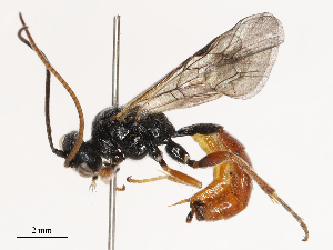  ( - CBG-B21241-H01)  @11 [ ] CreativeCommons - Attribution Share - Alike (2025) CBG Photography Group Centre for Biodiversity Genomics