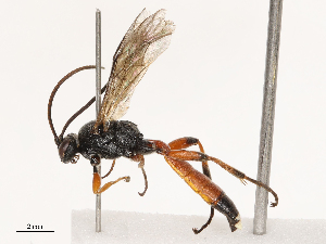  ( - CBG-B21241-H07)  @11 [ ] CreativeCommons - Attribution Share - Alike (2025) CBG Photography Group Centre for Biodiversity Genomics