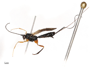  ( - CBG-B21242-A01)  @11 [ ] CreativeCommons - Attribution Share - Alike (2025) CBG Photography Group Centre for Biodiversity Genomics