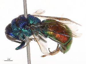  ( - CBG-B21242-F02)  @11 [ ] CreativeCommons - Attribution Share - Alike (2025) CBG Photography Group Centre for Biodiversity Genomics