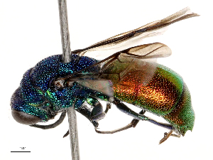  ( - CBG-B21242-F03)  @11 [ ] CreativeCommons - Attribution Share - Alike (2025) CBG Photography Group Centre for Biodiversity Genomics