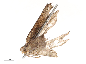  ( - CBG-B21242-G06)  @11 [ ] CreativeCommons - Attribution Share - Alike (2025) CBG Photography Group Centre for Biodiversity Genomics